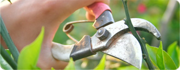 org:/gardening tips/Pruning, planting, maintenance/Pruning/Banners 576px/Pruning home.jpg